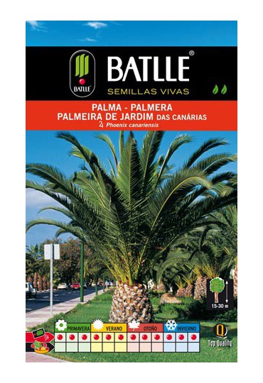 BATLLE SEMILLA PALMA-PHOENIX CANARIENSIS