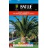 BATLLE SEMILLA PALMA-PHOENIX CANARIENSIS