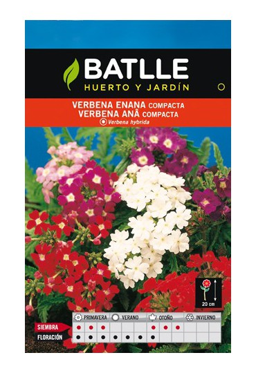 BATLLE SEMILLA BERBENA ENANA COMPACTA