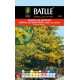 BATLLE MIMOSA INVIERNO-ACACIA DEALBATA