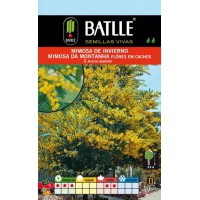 BATLLE MIMOSA INVIERNO-ACACIA DEALBATA
