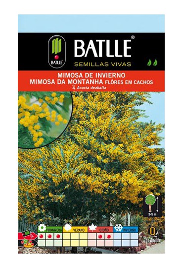 BATLLE MIMOSA INVIERNO-ACACIA DEALBATA