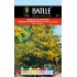 BATLLE MIMOSA INVIERNO-ACACIA DEALBATA