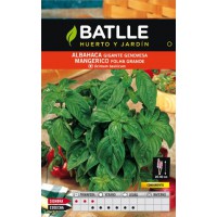 BATLLE ALBAHACA GIGANTE GENOVESA