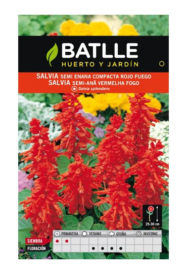 BATLLE SEMILLA DE SALVIA SEMI ENANA