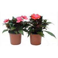 IMPATIENS  HAWKERI (ALEGRIA GUINEANA) M 13-14
