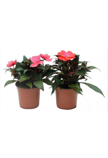 IMPATIENS  HAWKERI (ALEGRIA GUINEANA) M 13-14