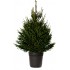 ABETO NAVIDAD NATURAL PICEA EXCELSA 75/100 CMS