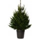 ABETO NAVIDAD NATURAL PICEA EXCELSA 100/125 CMS