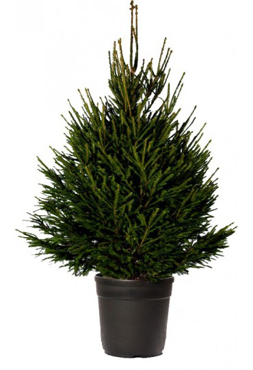 ABETO NAVIDAD NATURAL PICEA EXCELSA 100/125 CMS