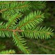 ABETO NAVIDAD NATURAL PICEA EXCELSA 150/175 CM