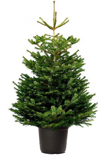 ABETO NAVIDAD NATURAL NORDMANNIANA 200-250 CM