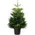 ABETO NAVIDAD NATURAL NORDMANNIANA 200-250 CM