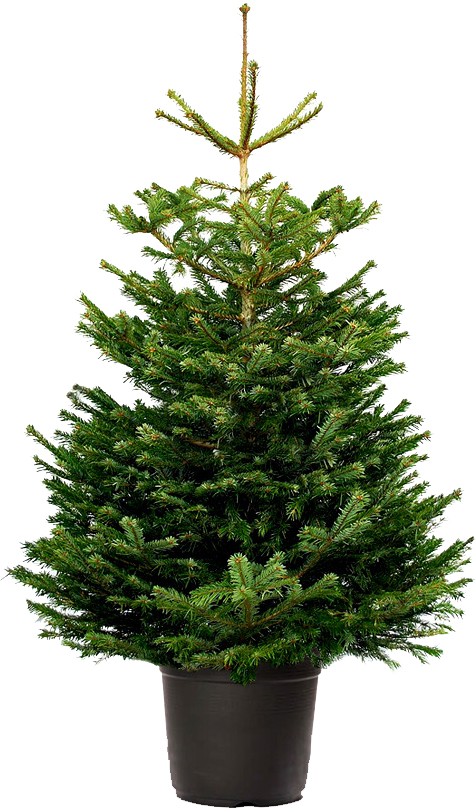 Abetos Navidad Abeto Navidad Natural Nordmanniana 200 250 Cm Mundo Verde Garden Center