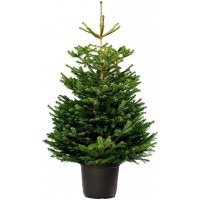 ABETO NAVIDAD NATURAL NORDMANNIANA 100-125 CM