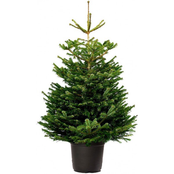 Abetos navidad ABETO NAVIDAD NATURAL NORDMANNIANA 100125 CM Mundo