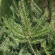 ABETO NAVIDAD NATURAL NORDMANNIANA  125-150 CM