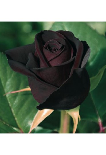 ROSAL GRAND. BLACK BACCARA