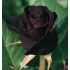 ROSAL GRAND. BLACK BACCARA