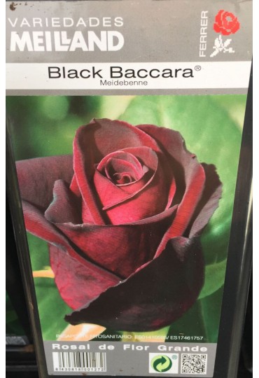 ROSAL GRAND. BLACK BACCARA