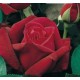 ROSAL GRANDIFLORA CHRYSLER IMPERIAL