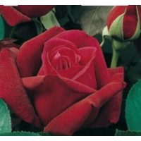 ROSAL GRANDIFLORA CHRYSLER IMPERIAL
