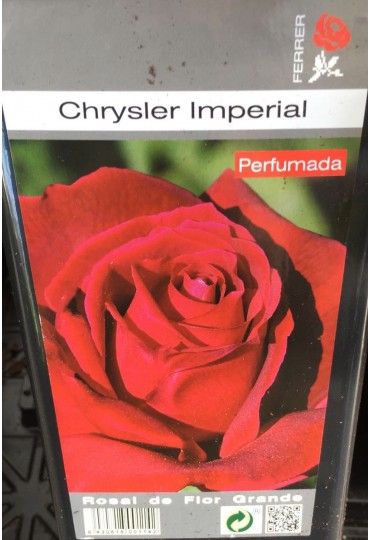 ROSAL GRANDIFLORA CHRYSLER IMPERIAL