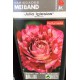 ROSAL GRANDIFLORA JULIO IGLESIAS