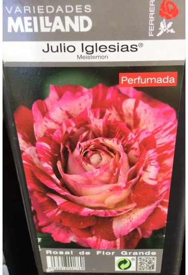 ROSAL GRANDIFLORA JULIO IGLESIAS