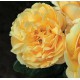 ROSAL GRANDIFLORA MICHELANGELO
