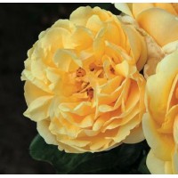 ROSAL GRANDIFLORA MICHELANGELO