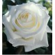 ROSAL GRANDIFLORA PAU CASALS