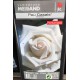 ROSAL GRANDIFLORA PAU CASALS