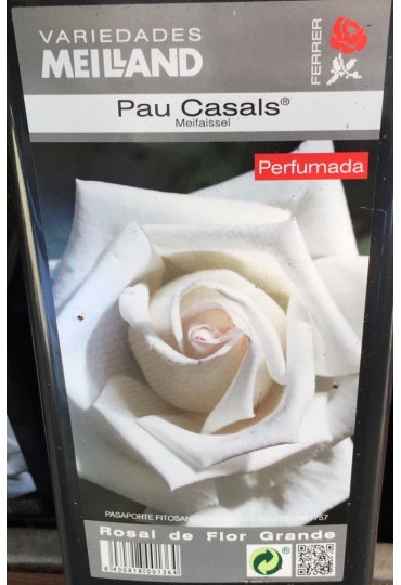 ROSAL GRANDIFLORA PAU CASALS