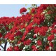 ROSAL PAISAJISTICO LA SEVILLANA