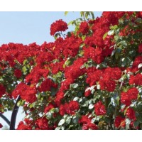 ROSAL PAISAJISTICO LA SEVILLANA