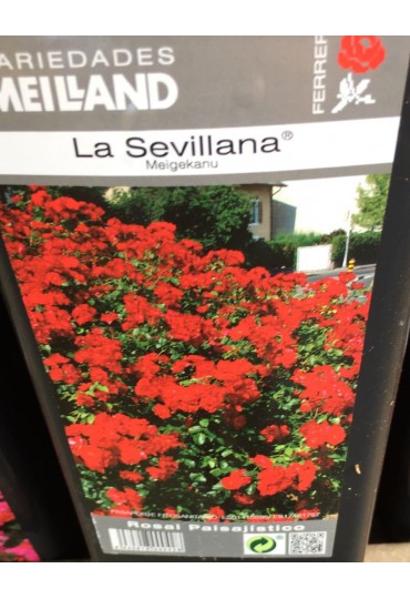 ROSAL PAISAJISTICO LA SEVILLANA