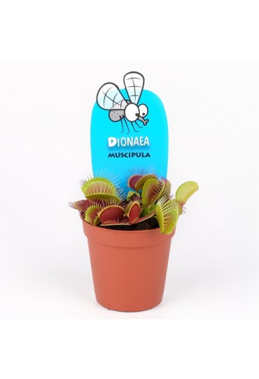 PLANTA CARNIVORA DIONAEA MUSCIPULA  10 cms