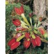 PLANTA CARNIVORA DIONAEA MUSCIPULA  10 cms