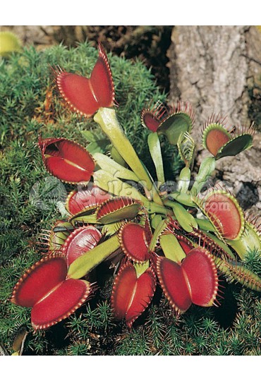 PLANTA CARNIVORA DIONAEA MUSCIPULA  10 cms