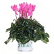 CYCLAMEN M-13