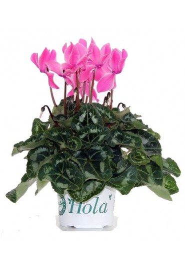 CYCLAMEN M-13 CYCLAMEN M-13