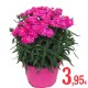DIANTHUS CULTIVARS PEMAN