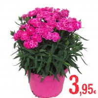 DIANTHUS CULTIVARS PEMAN