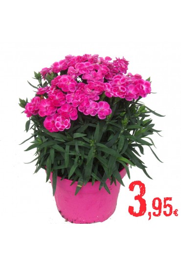 DIANTHUS CULTIVARS PEMAN