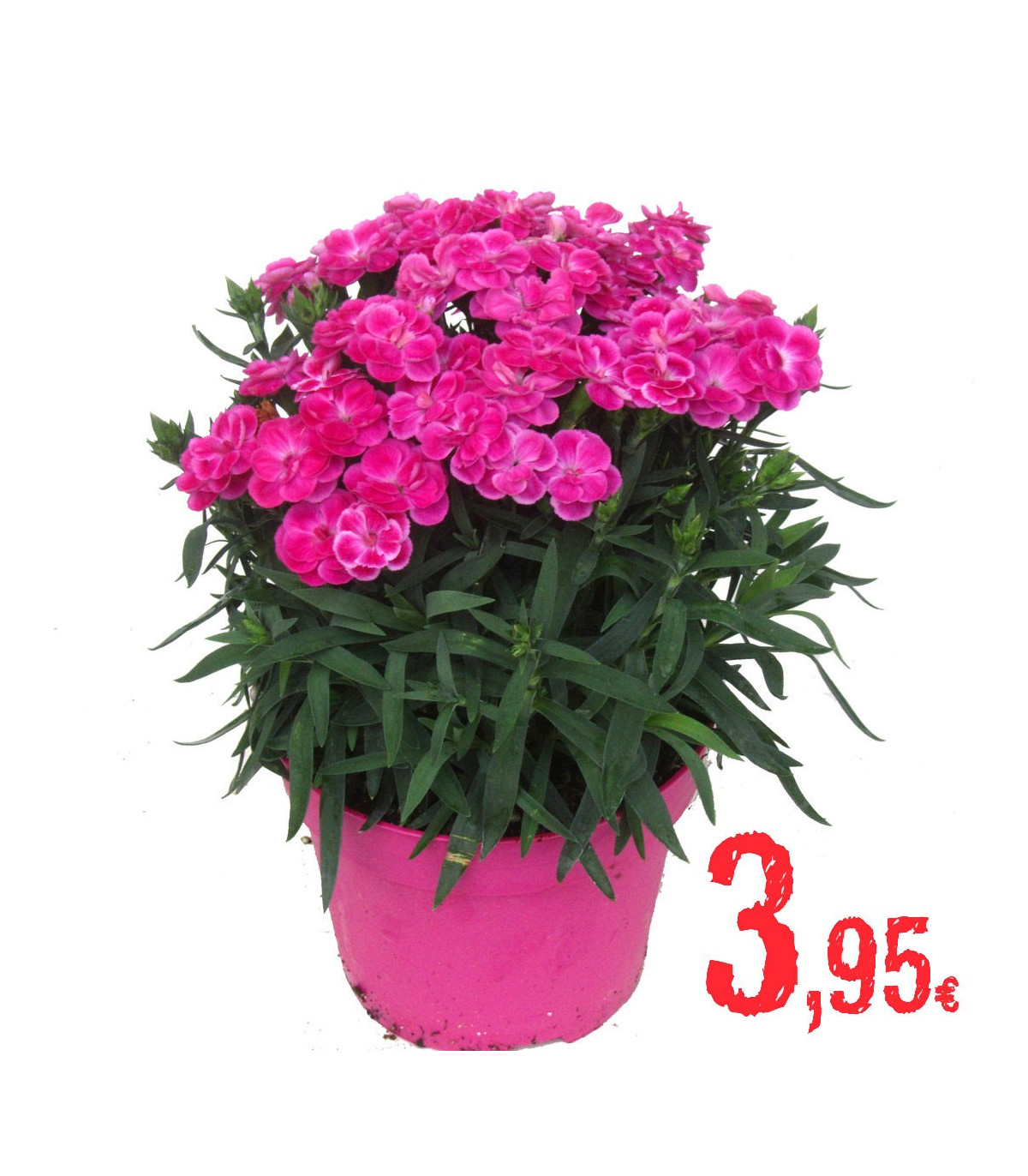 Plantas Vivaces DIANTHUS CULTIVARS PEMAN | Mundo Verde/Garden Center