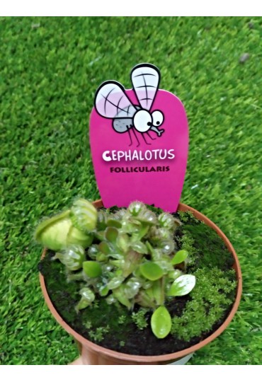 Cephalotus Fonicularis