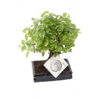 Bonsai Zelkova Parvifolia Olmo chino
