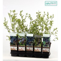 ARANDANO  (VACCINIUM CORYMBOSUM)