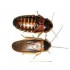 BLAPTICA DUBIA